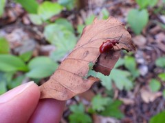 Lilioceris merdigera