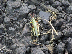 Agesander ruficornis