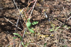 Passiflora viridiflora