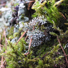 Sphaerophorus fragilis