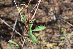 Passiflora viridiflora