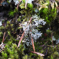 Sphaerophorus fragilis