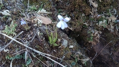 Pinguicula heterophylla