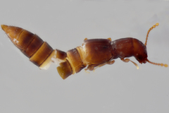 Euaesthetinae