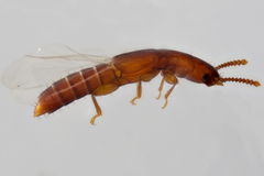 Osoriinae