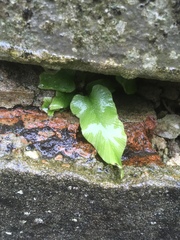 Asplenium scolopendrium