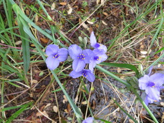 Tradescantia humilis