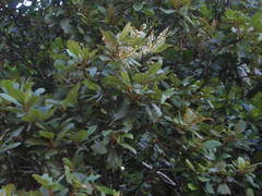 Clethra purpusii
