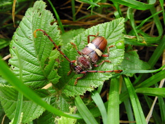 Deretrachys juvencus