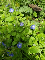 Veronica chamaedrys