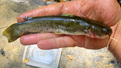 Ameiurus platycephalus