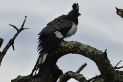 Corythaixoides leucogaster