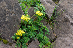 Lomatium martindalei