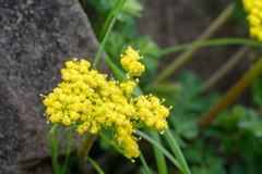 Lomatium martindalei
