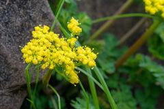 Lomatium martindalei