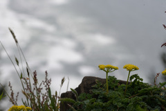 Lomatium martindalei