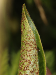 Puccinia vincae