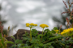 Lomatium martindalei