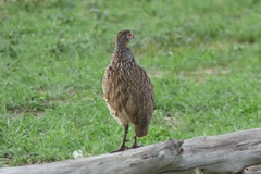 Pternistis leucoscepus