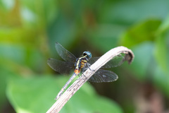 Oxythemis phoenicosceles