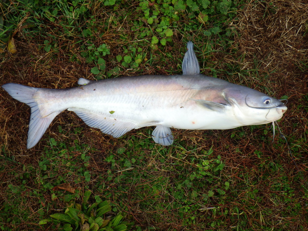 Blue Catfish