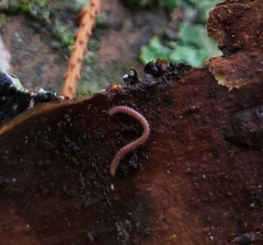 Proteroiulus fuscus