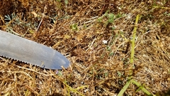 Hesperolinon congestum