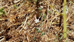 Hesperolinon congestum