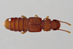 Thoracophorus costalis