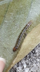 Rhectocraspeda periusalis
