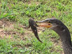 Auchenipteridae