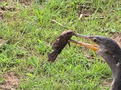 Auchenipteridae