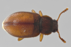Paratenetus