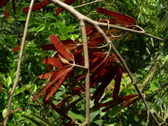 Leucaena diversifolia