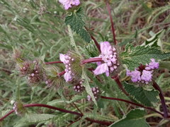 Phlomoides tuberosa