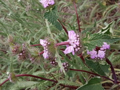 Phlomoides tuberosa