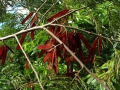 Leucaena diversifolia