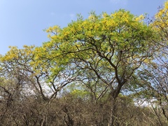 Conzattia multiflora