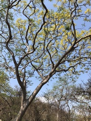 Conzattia multiflora