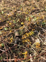 Conzattia multiflora