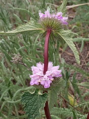 Phlomoides tuberosa