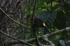 Ramphocelus flammigerus icteronotus