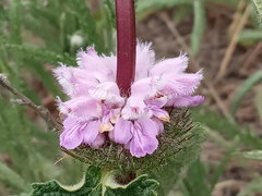 Phlomoides tuberosa
