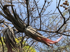 Tillandsia circinnatioides