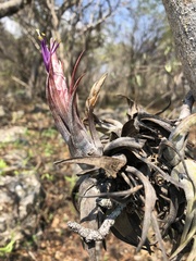 Tillandsia circinnatioides
