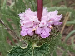 Phlomoides tuberosa