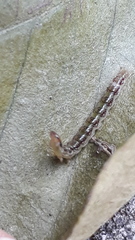 Rhectocraspeda periusalis