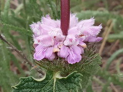 Phlomoides tuberosa