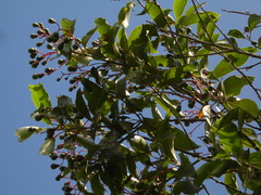 Damburneya salicifolia