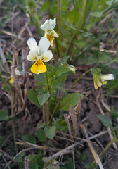 Viola × contempta